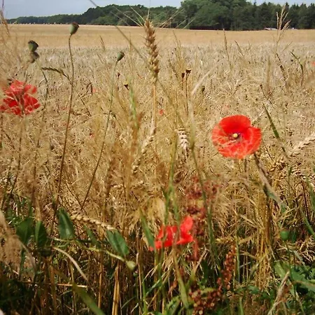 Дом отдыха Zum Kuckuck Comfortable *